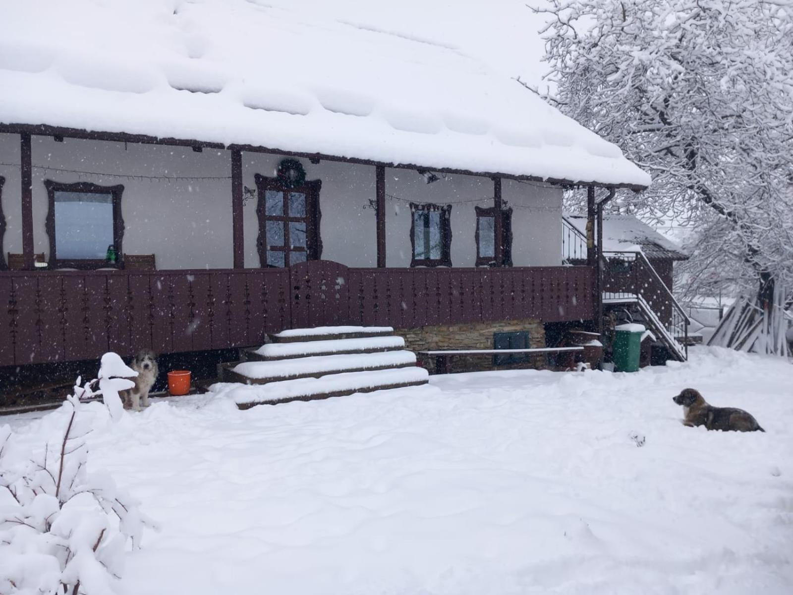 Casa Bunicilor Villa Ciprian Porumbescu Eksteriør billede